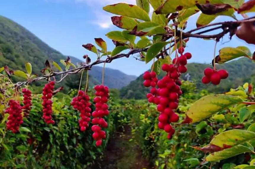 五味子有什么作用與功效