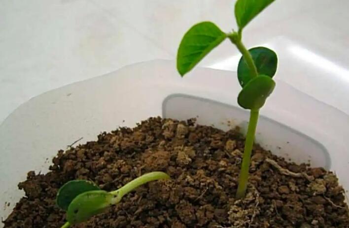 種子是怎么來(lái)的 種子是怎么來(lái)的