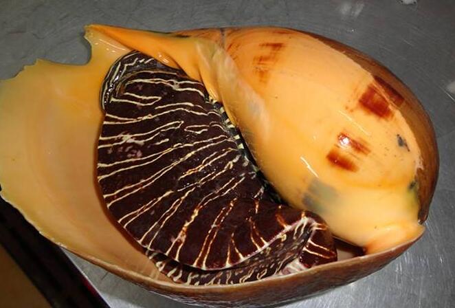 油螺多少錢一斤