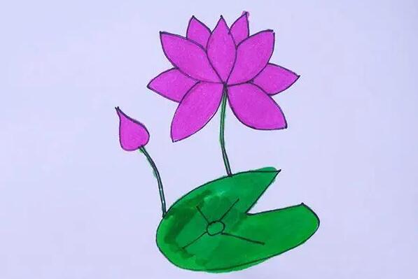 荷花怎么畫