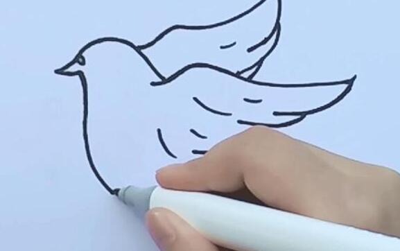鴿子怎么畫(huà)