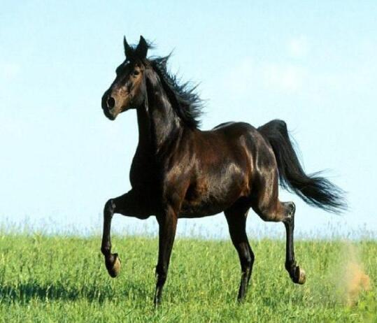 動物的尾巴有什么作用 動物的尾巴有什么作用