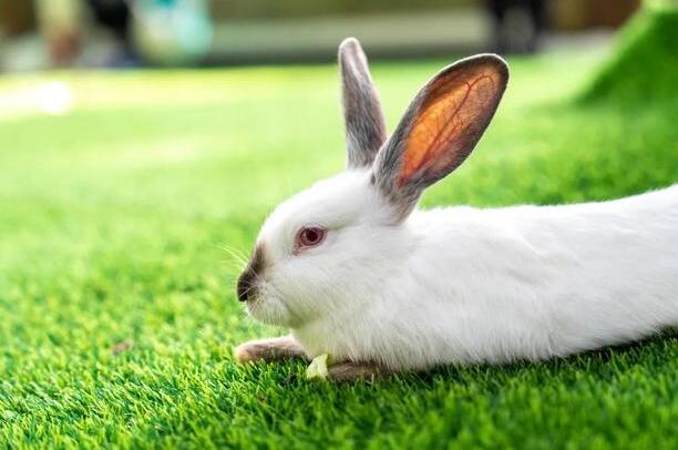 兔子的耳朵有什么作用