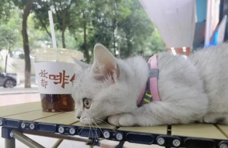 貓舍是怎么對(duì)貓做社會(huì)化訓(xùn)練的 貓舍是怎么對(duì)貓做社會(huì)化訓(xùn)練的