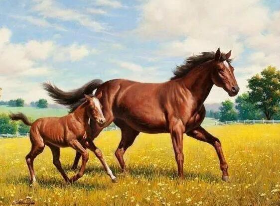 屬馬的和什么屬相最配