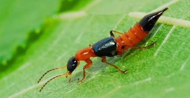 怎么消滅隱翅蟲？