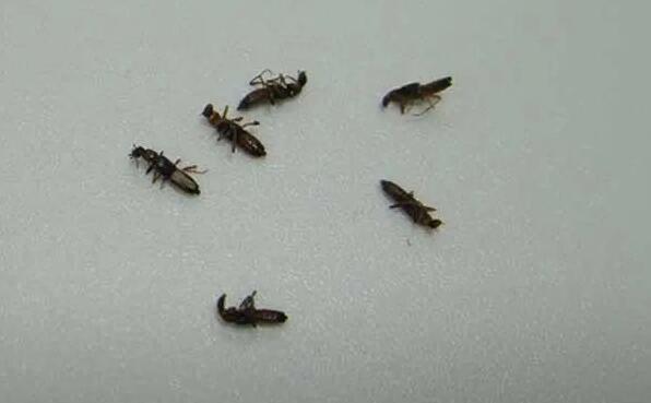 家里為什么會有隱翅蟲