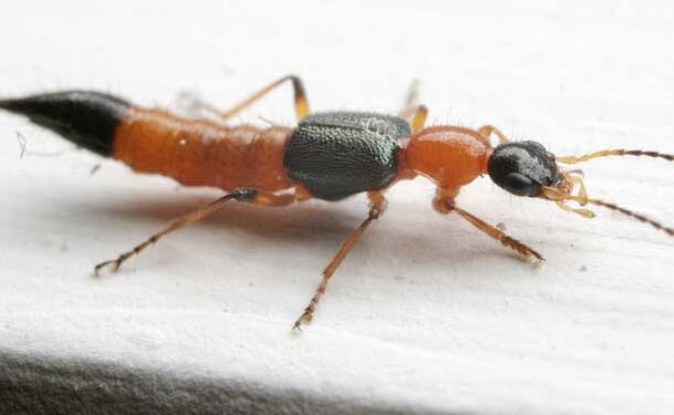 隱翅蟲咬后最有效的處理方法