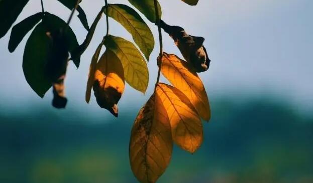 他唱著他鄉遇故知是什么歌