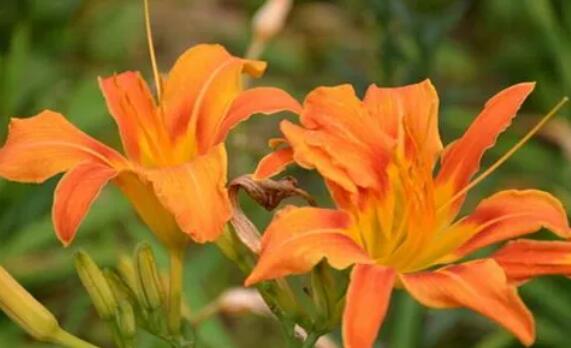 高高的青山上萱草花開放是什么歌