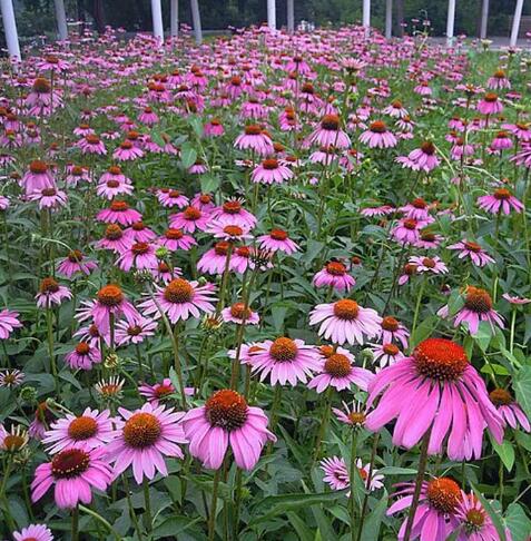 如何保存花的種子？