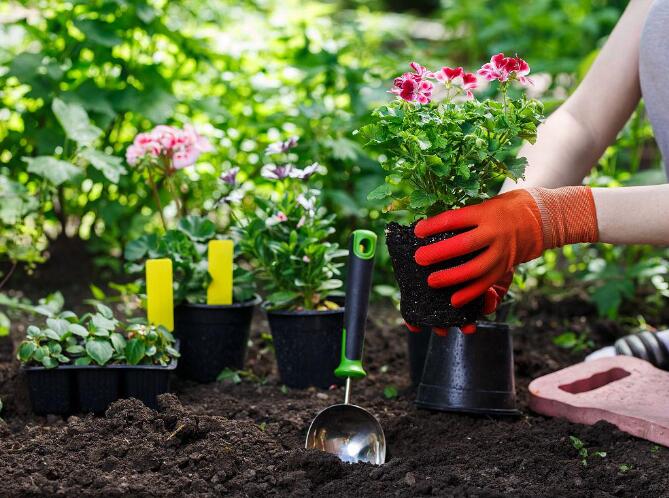 花是如何運(yùn)用在傳統(tǒng)節(jié)日中的？