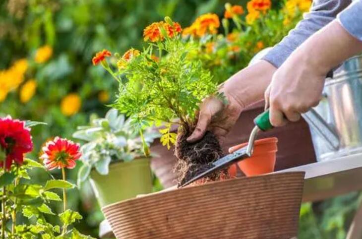 如何處理花的枯萎部分？