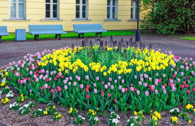 什么樣的花適合種植在公園里？