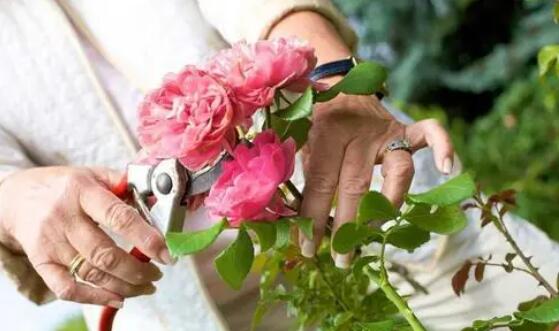 如何給花進(jìn)行修剪？