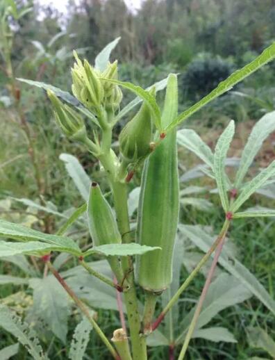 秋葵的功效與作用及營養 秋葵的功效與作用及營養