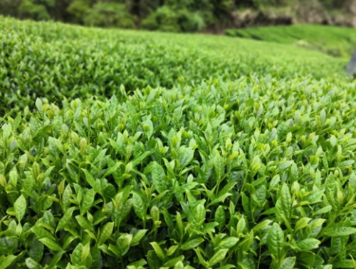 什么牌子的茶葉好喝