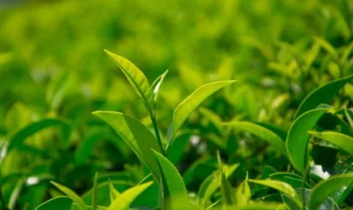 什么樣的茶葉好喝 什么樣的茶葉好喝