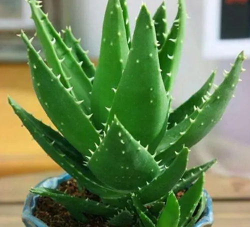 蘆薈對皮膚的作用