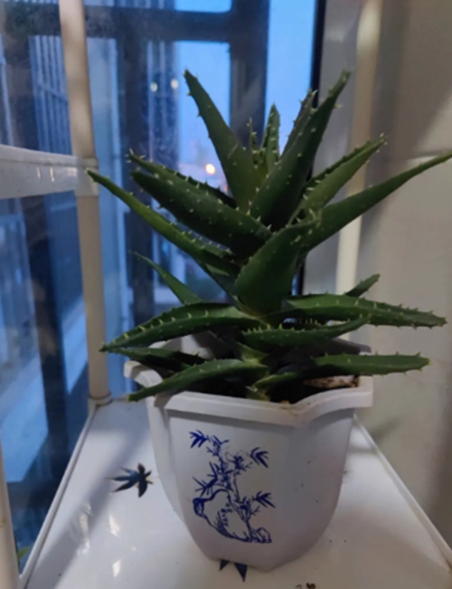 蘆薈能保養皮膚嗎