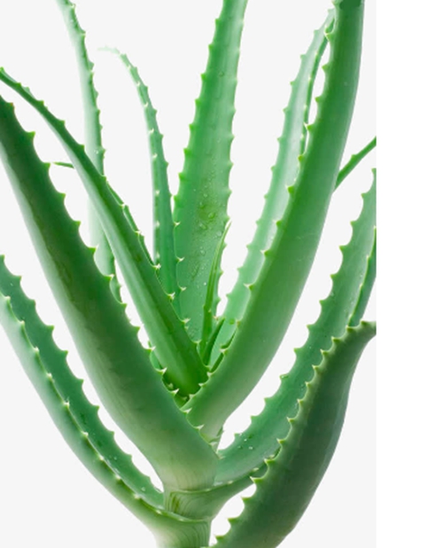 蘆薈膠的作用和功效