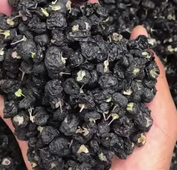 女人長期喝黑枸杞有什么好處