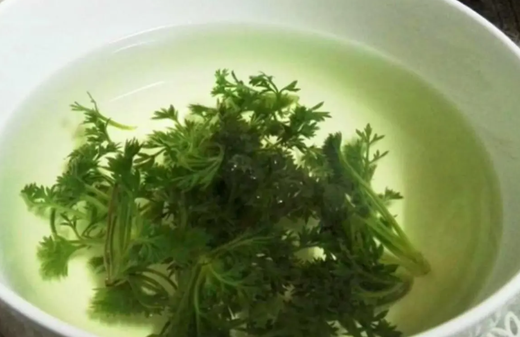 女性喝茵陳有什么好處