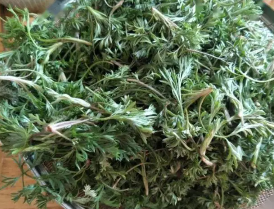 女性喝茵陳有什么好處 女性喝茵陳有什么好處