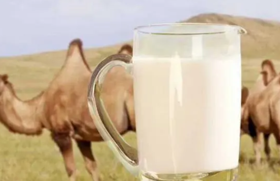 女人喝駝奶有什么好處