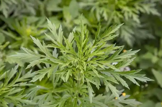 月經(jīng)期間喝益母草有什么好處