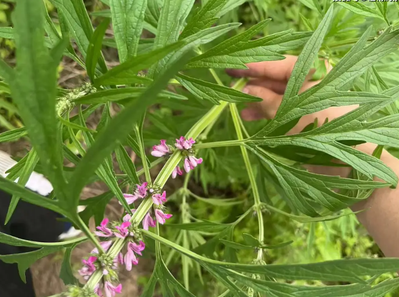 月經期間喝益母草有什么好處 月經期間喝益母草有什么好處