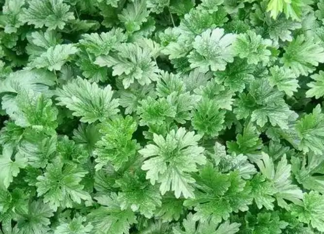 月經期間喝益母草有什么好處 月經期間喝益母草有什么好處