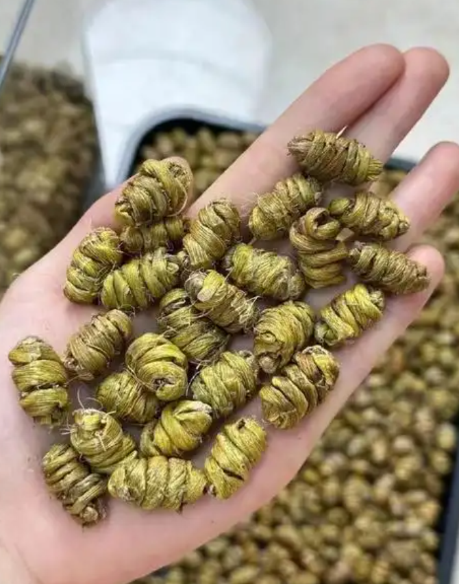 喝鐵皮石斛有什么好處 喝鐵皮石斛有什么好處