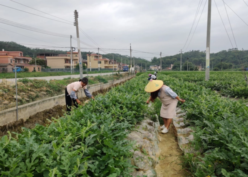 農民創業計劃書